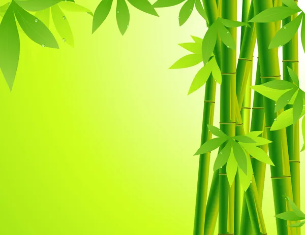 Bambusz háttér — Stock Vector