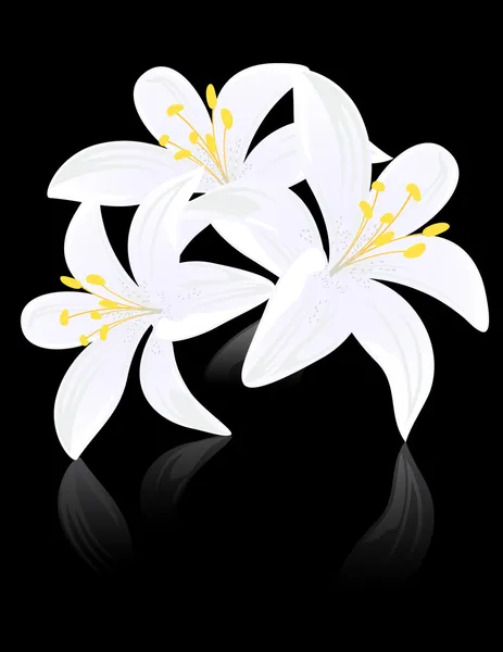 Lily flores em backgound preto — Vetor de Stock