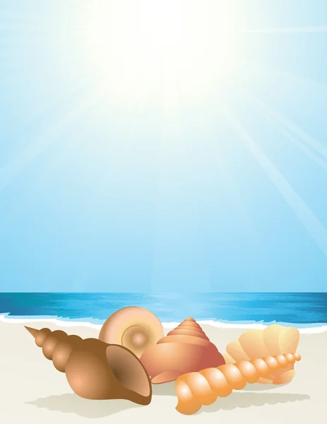 Coquillages de mer sur la plage — Image vectorielle