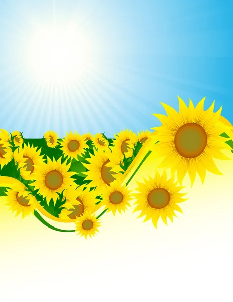 Sonnenblumen Hintergrund — Stockvektor