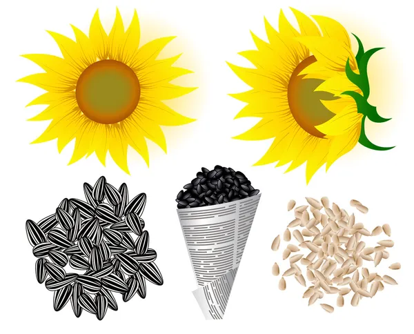 Sunflowers and seed — Stock vektor