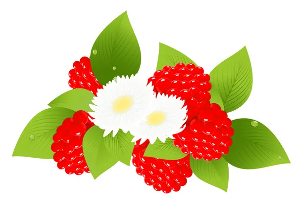 Raspberries and flowers — Stock Vector