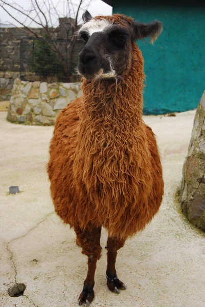 Lama.