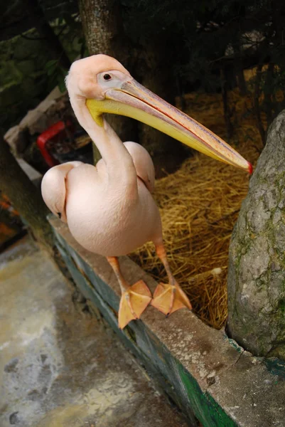 stock image Pelican