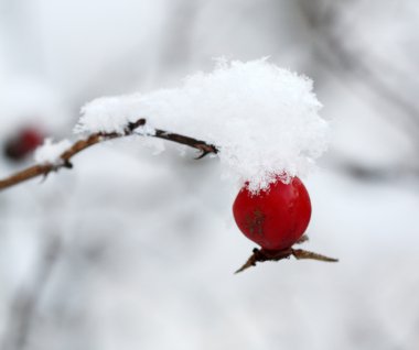 Plant under snow clipart