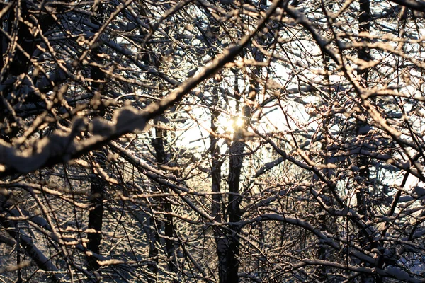 Stock image Winter forest