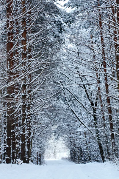 Winterwald Stockbild