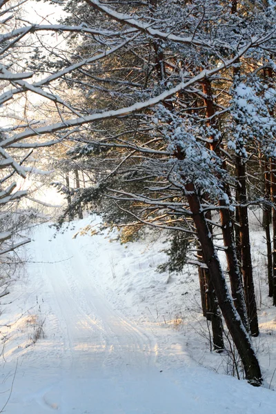 Зимний лес Стоковая Картинка