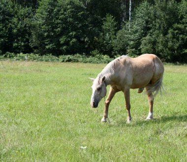 Light Chestnut Horse