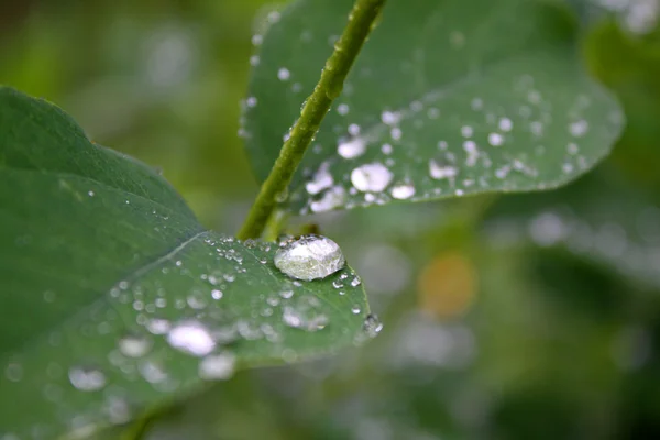 stock image Leaf closeup