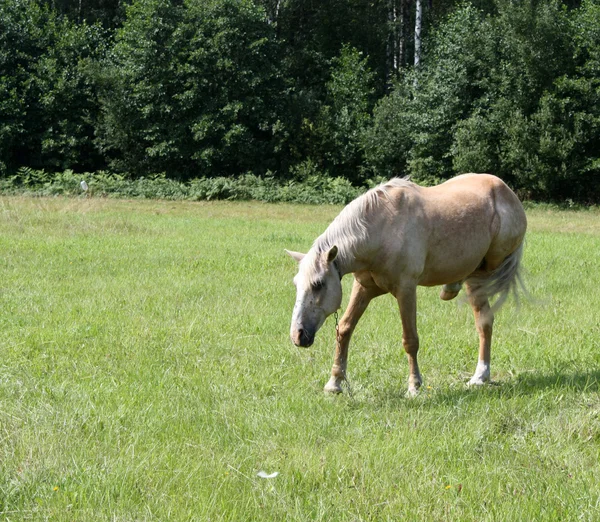 stock image Light Chestnut Horse