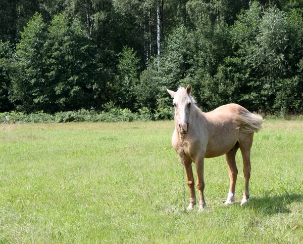 Light Chestnut Horse — Stok fotoğraf