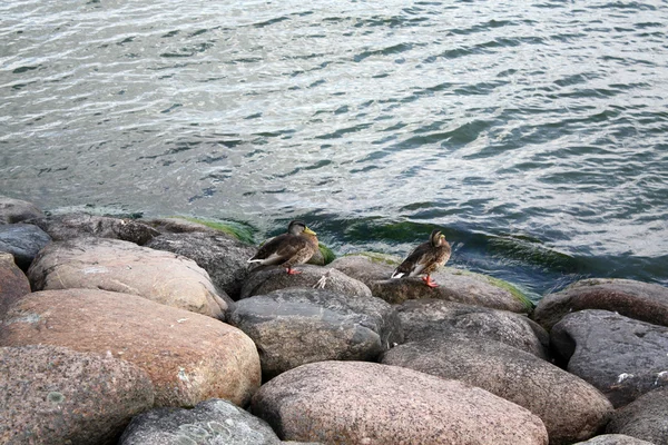 Ducks near the sea — Stock Photo, Image