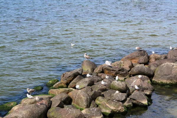 Ducks and gulls near the sea
