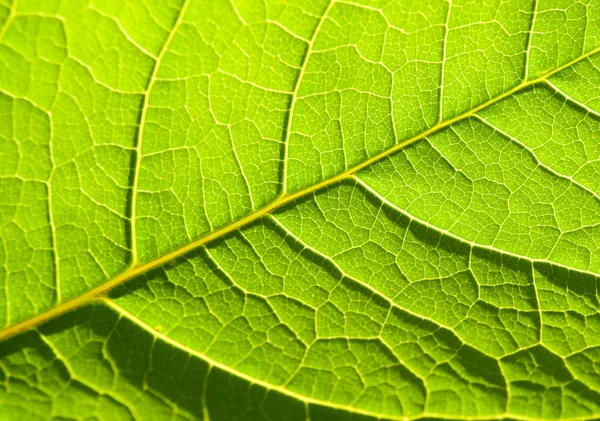 stock image Leaf of a plant