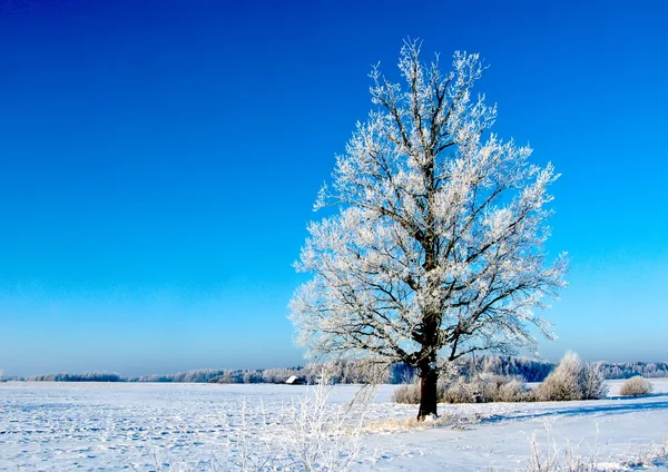 stock image Winter dream