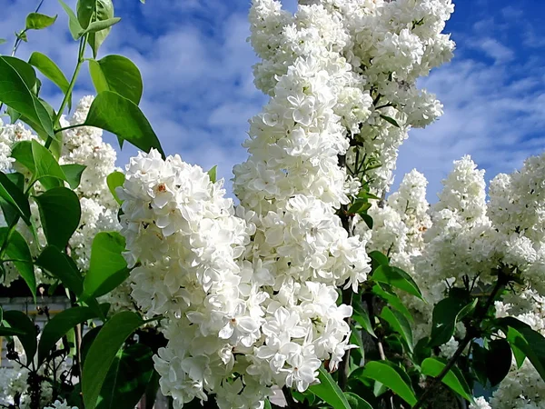 Lilac white — Stock Photo, Image