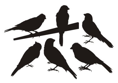 Canary bird silhouettes clipart