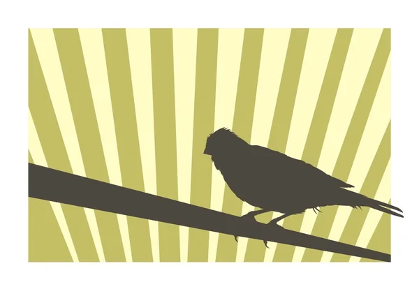 Oiseau canari — Image vectorielle