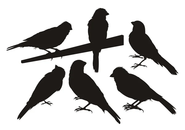 Kanarya kuş silhouettes — Stok Vektör