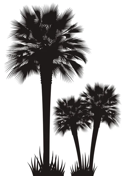 Palmen — Stockvektor