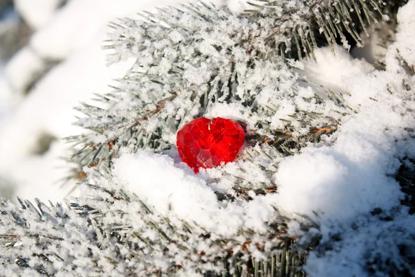 Κόκκινη καρδιά πάνω σε κλαδιά ελάτων — Φωτογραφία Αρχείου