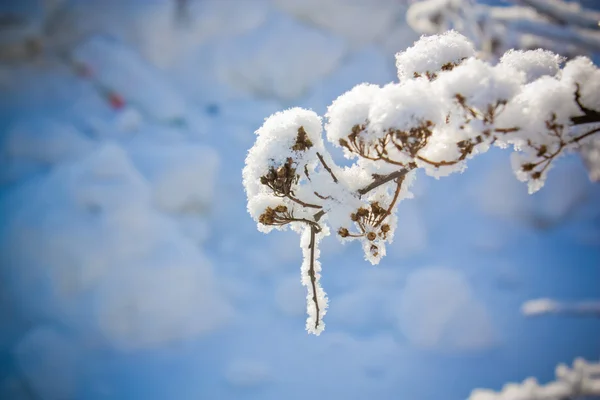 Rama nevada — Foto de Stock
