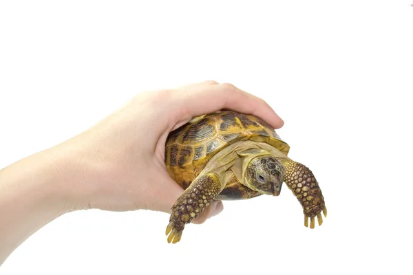 Черепаха в руках Стокова Картинка