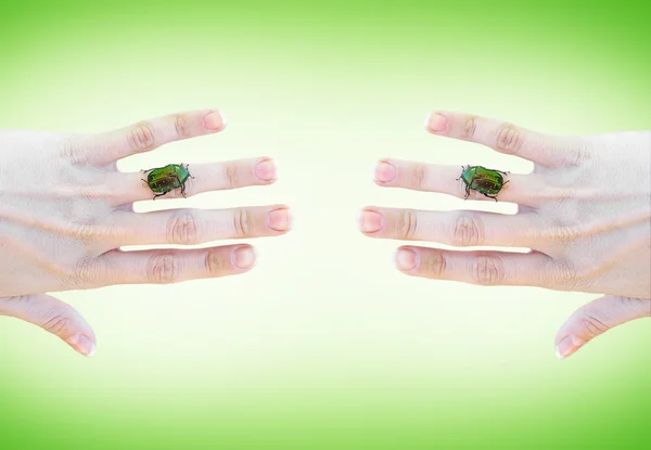 Gröna bugg på en hand — Stockfoto