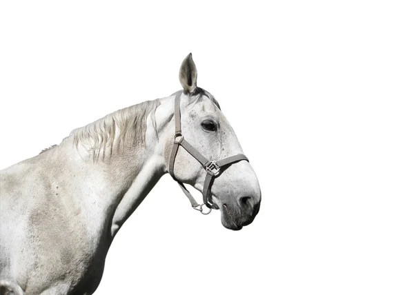 白马Levendige gedicht fragmentenNáčrt rukou na bílém koni — стокове фото