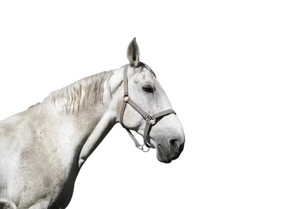 Cavalo Branco Na Frente De Você Que Olha a Você Foto de Stock - Imagem de  você, homem: 75585610