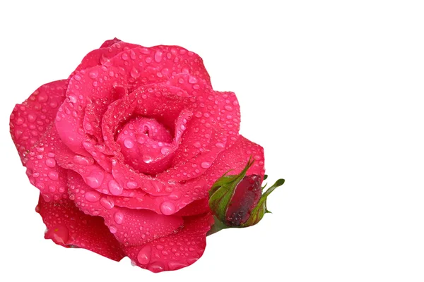 Červená růže Stock Snímky