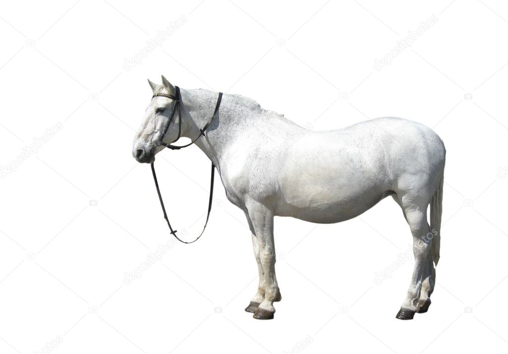 Cavalo Branco Na Frente De Você Que Olha a Você Foto de Stock - Imagem de  você, homem: 75585610