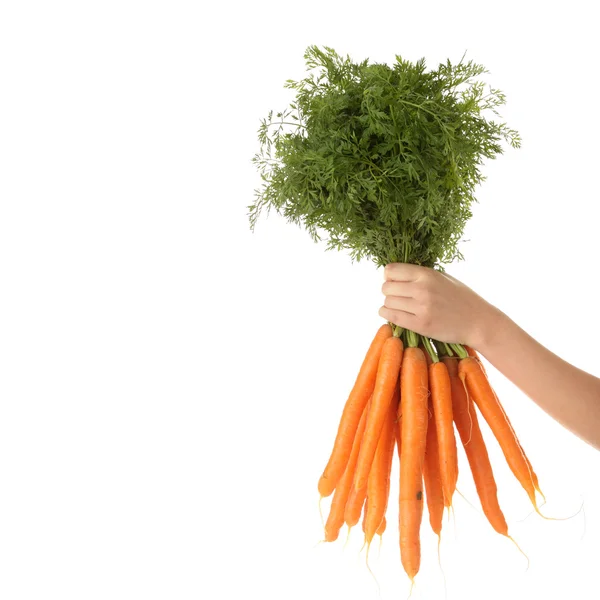 Hand holding bunch of orange carrots — Stock Photo, Image