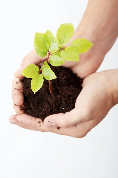 Növekszik a zöld növény a kéz — Stock Fotó