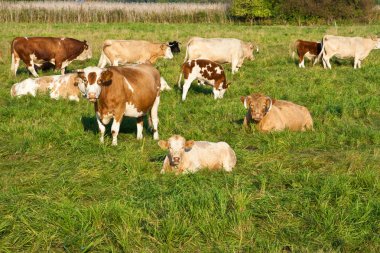 Cattle herd clipart