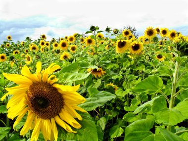 Sunflowers clipart