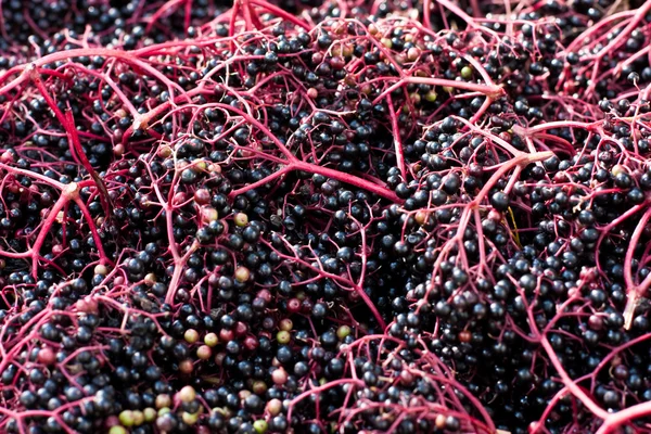 stock image Fruits of elder