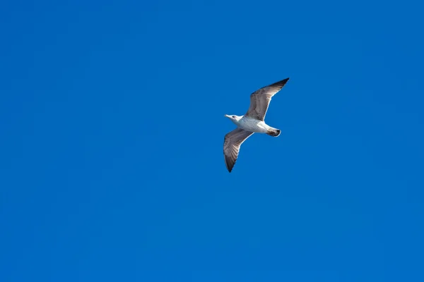 Flying sea-gull — Stock Photo, Image