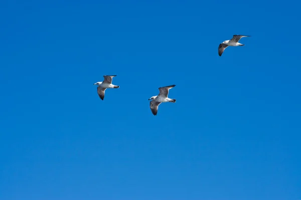 Летающие морские чайки — стоковое фото