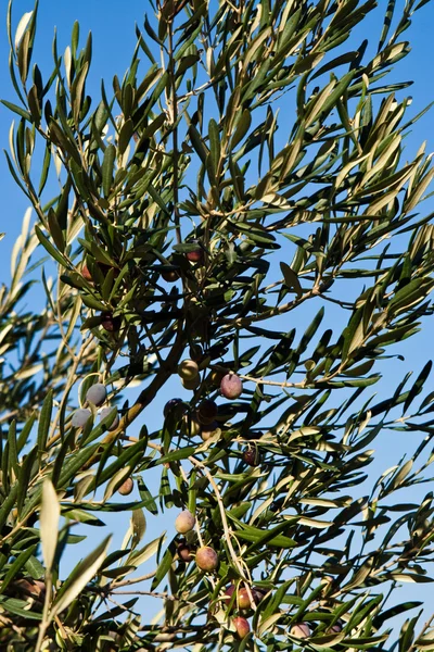 stock image Olive tree