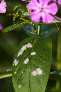 Mildew on phlox clipart