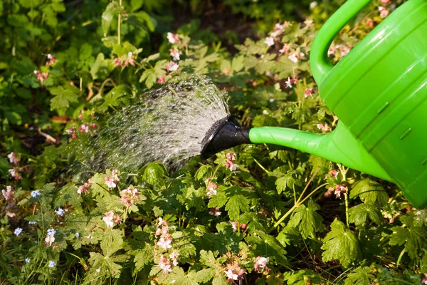 植物の水やり — ストック写真