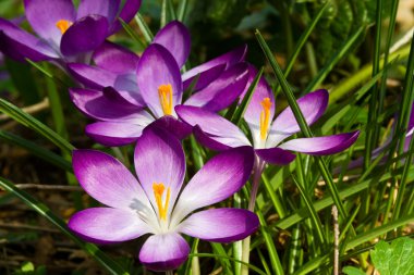 Krokusse, crocus clipart