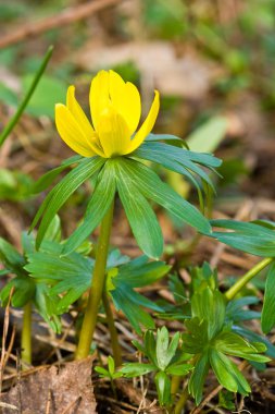 Winter aconite clipart