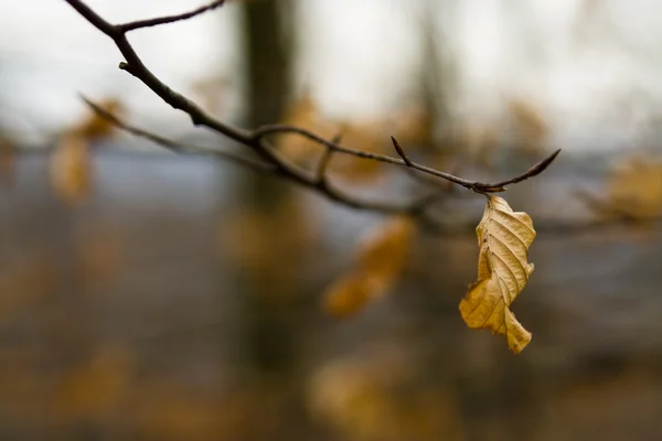 Větev v zimě — Stock fotografie