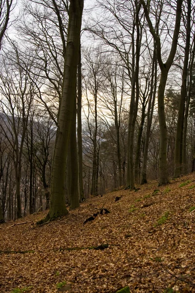 Lövskog på vintern — Stockfoto