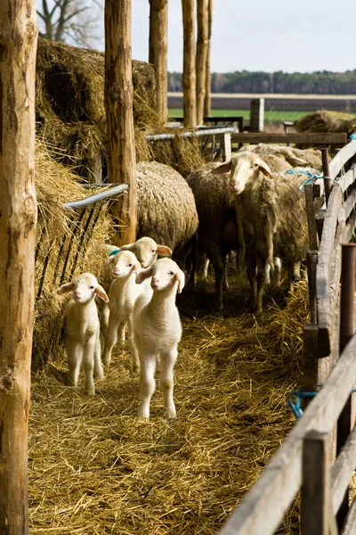 Lämmer und Schafe — Stockfoto