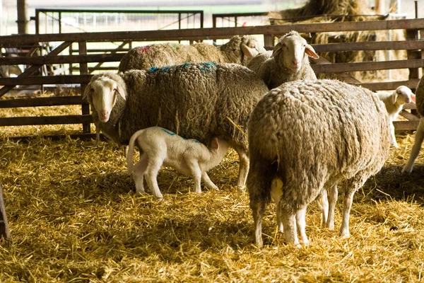 Ovce a jehněčím masem — Stock fotografie