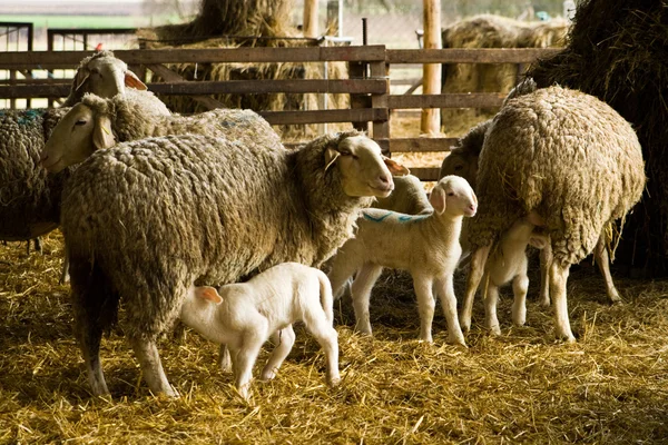 Sheeps and lambs — Stock Photo, Image